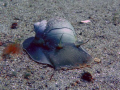   moon snail Paddys Head Halifax NS. Taken Panasonic Lumix DMC Tz5. NS Tz5  